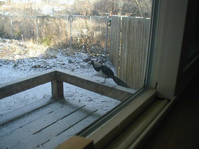 AmhearstPheasant4.jpg