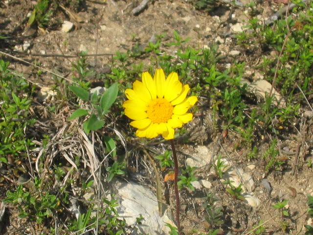 IMG_5428.jpg
