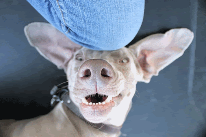 dog.gif