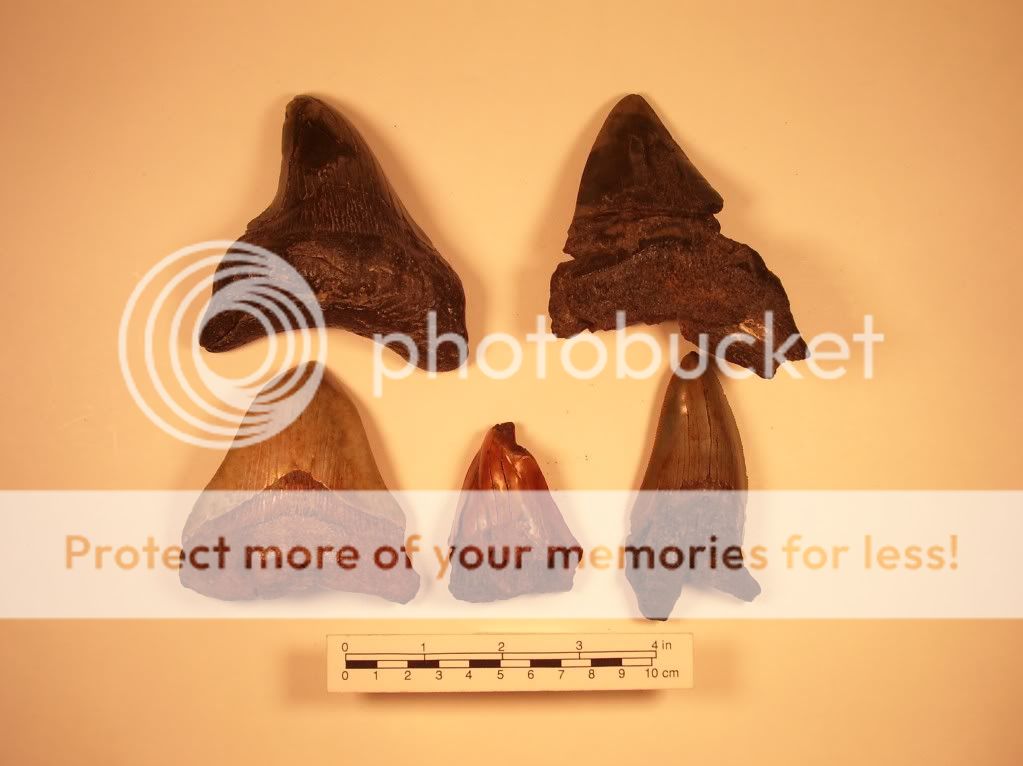 MUSEUMANDMYCOLLECTION176.jpg