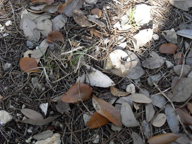 SDC10273.jpg