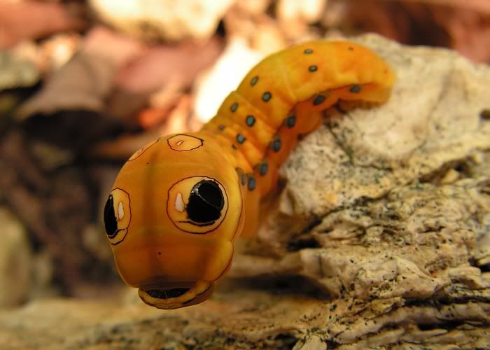 spicebushcaterpillar.jpg