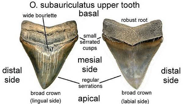 carcharocles_sub_id.jpg