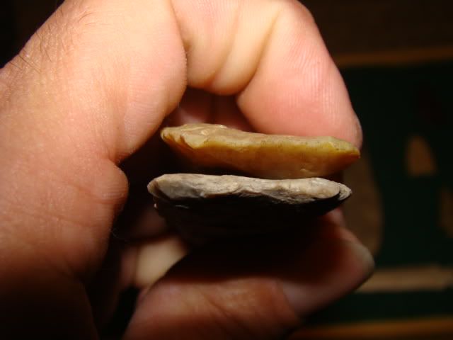 DSC01556.jpg