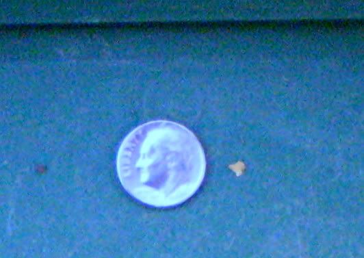 newspotgold2532x377.jpg