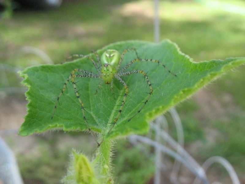 greenspider2-1.jpg