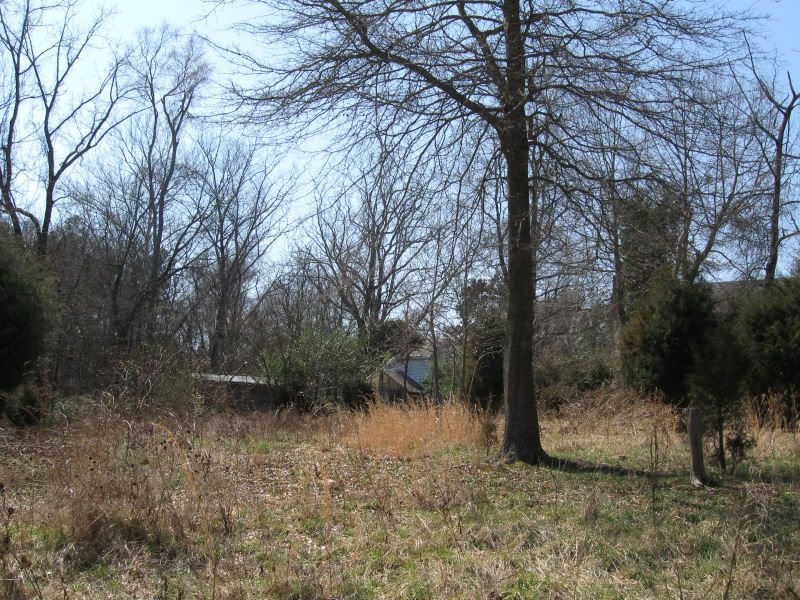 plantationhomepasture.jpg