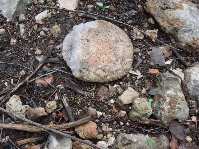 SDC10410.jpg