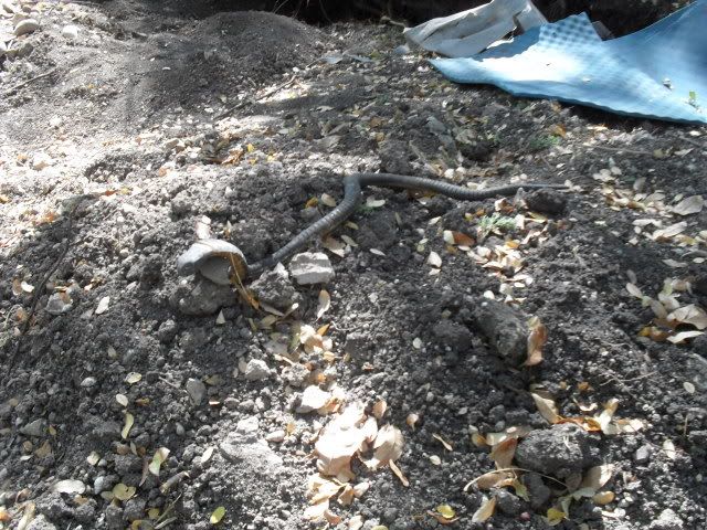 SDC10655.jpg