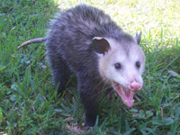 opossum015b.jpg