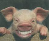 smiley_hog.jpg