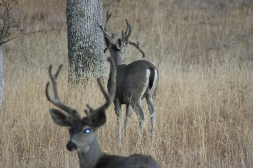 Stag58.jpg