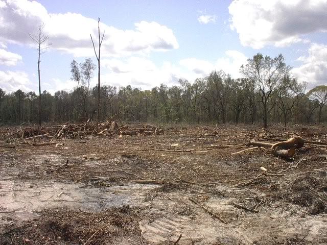 2010-03-29e-clearcut.jpg