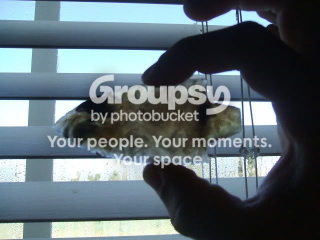 DSCF6568.jpg