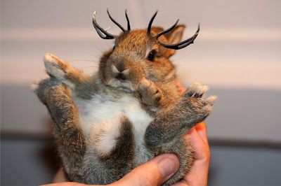 baby+jackalope.htm