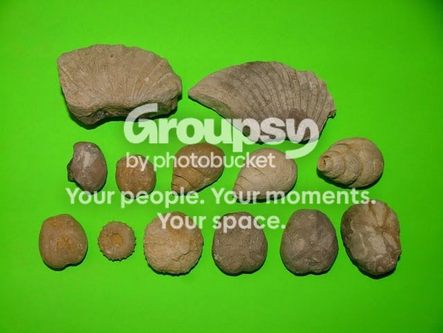 fossils.jpg