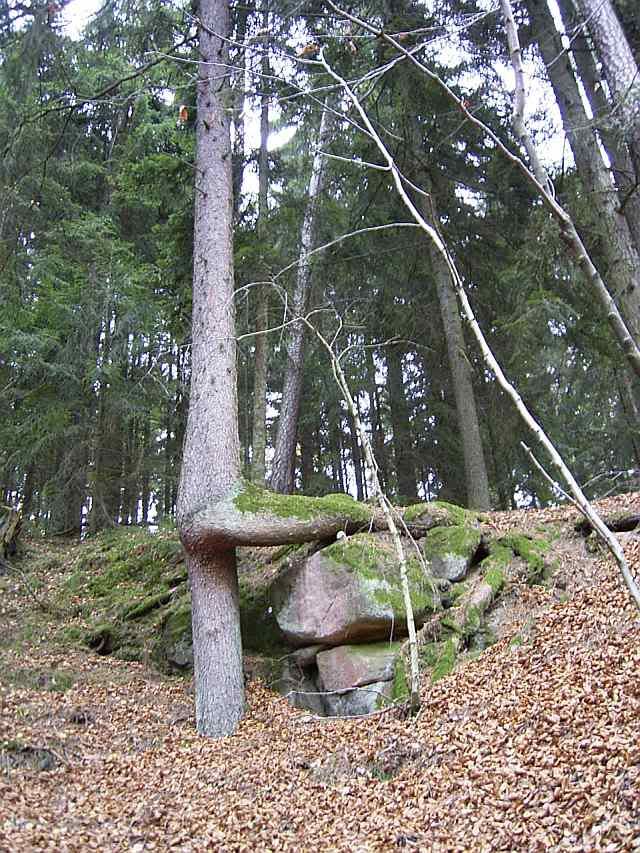 20Nov10Tree.jpg