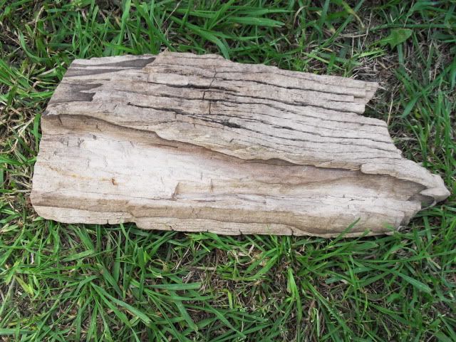SDC11430.jpg