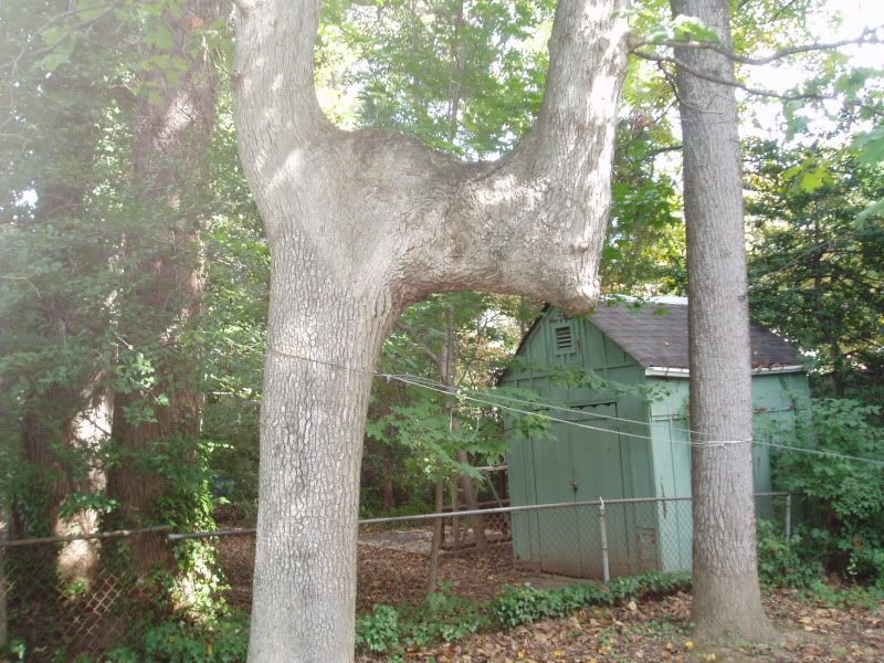 backyardtree.jpg