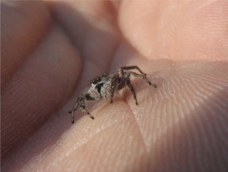 liljumper1.jpg