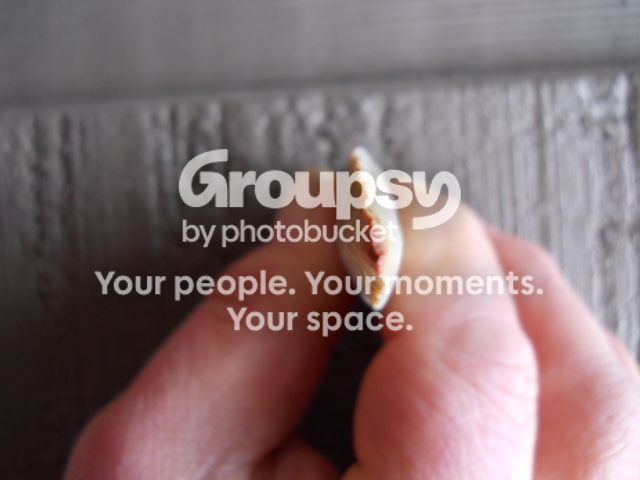 DSCN1158.jpg