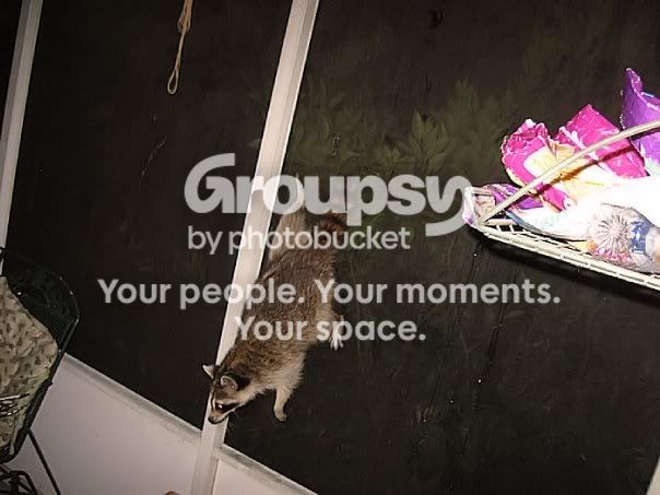 raccoon2.jpg