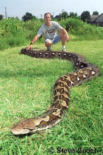 Florida-Python-Steve-Gooch.jpg