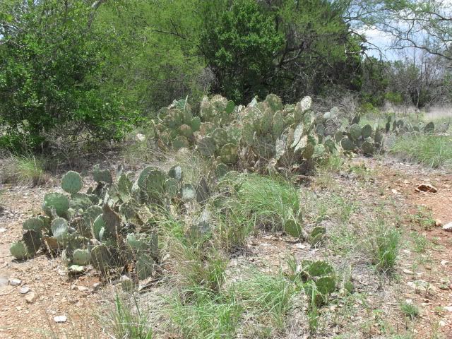 SDC17561.jpg