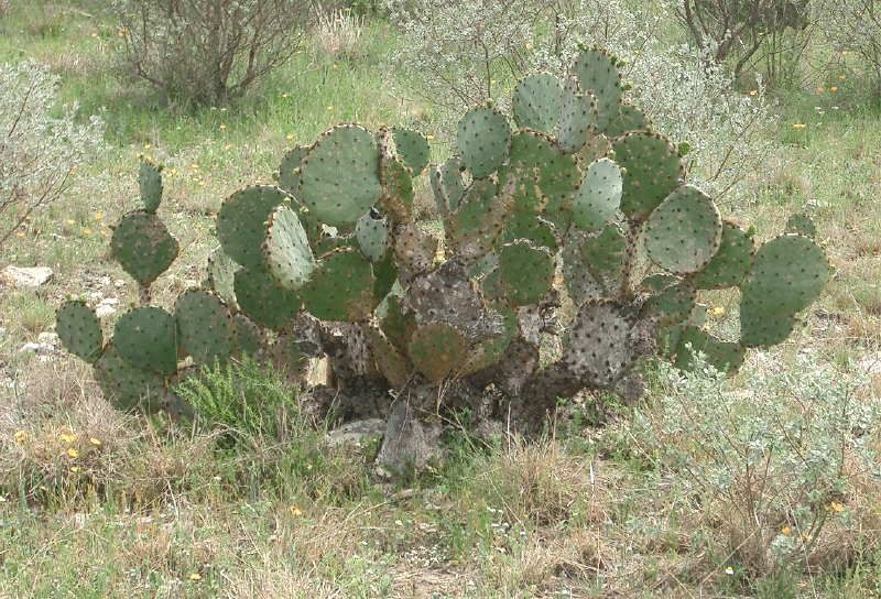 cactus.jpg