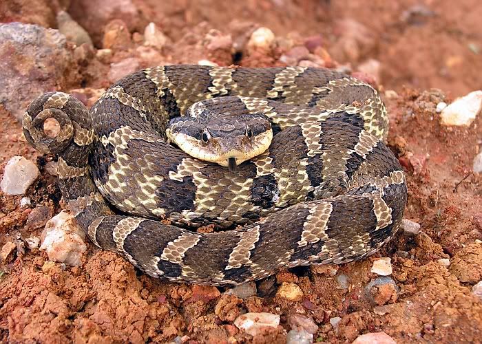 hognosesnake.jpg