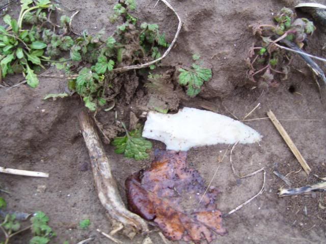 100_1137.jpg