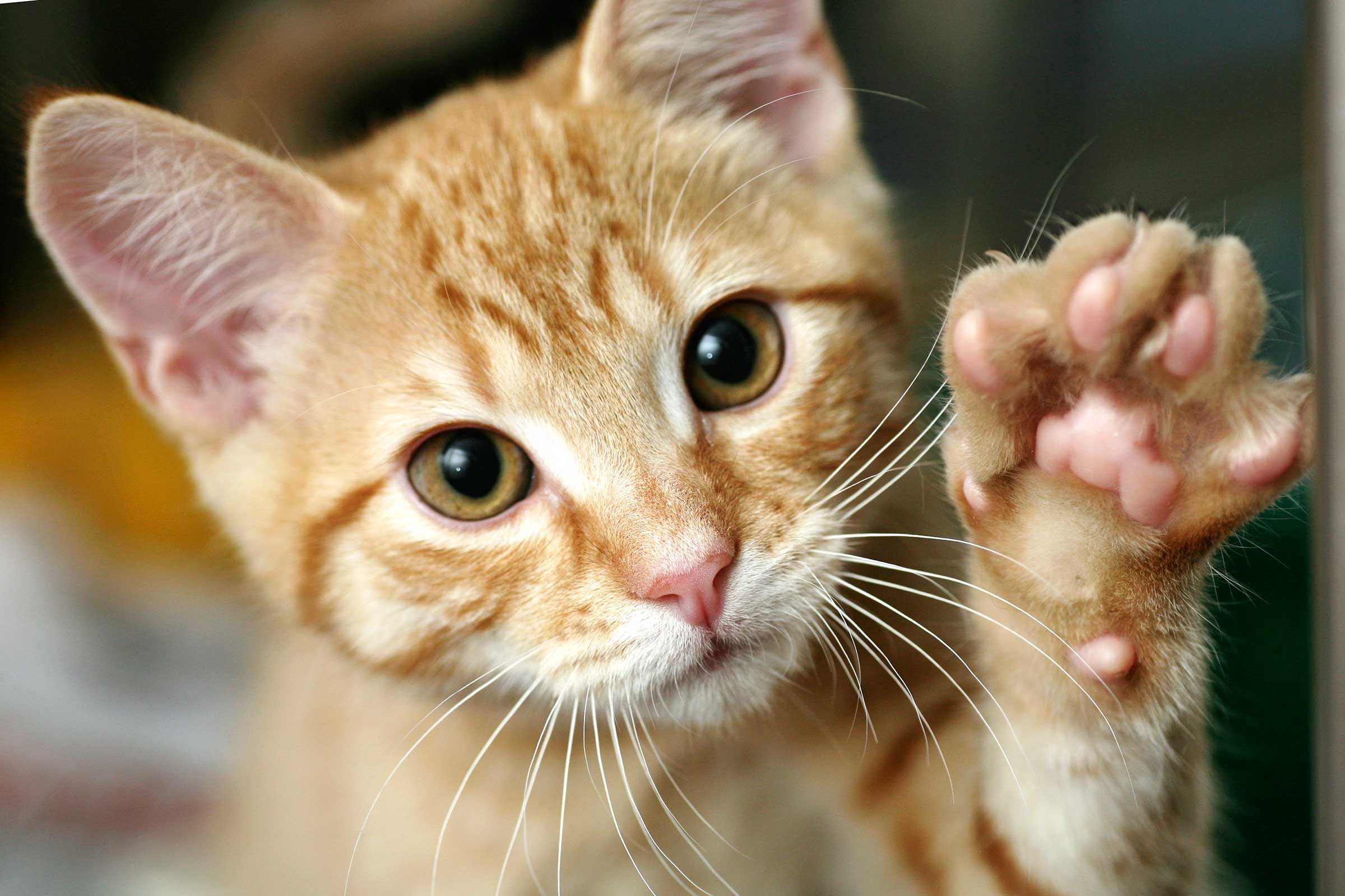 06-train-cat-shake-hands.jpg