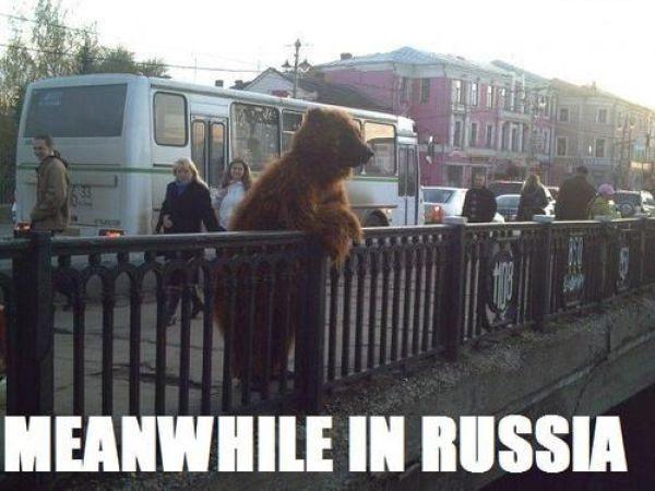 funny+bear+russian+%287%29.jpg