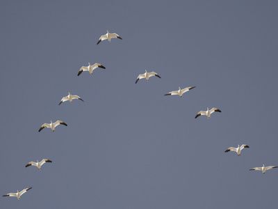 morris-arthur-snow-geese-flying-in-v-formation.jpg