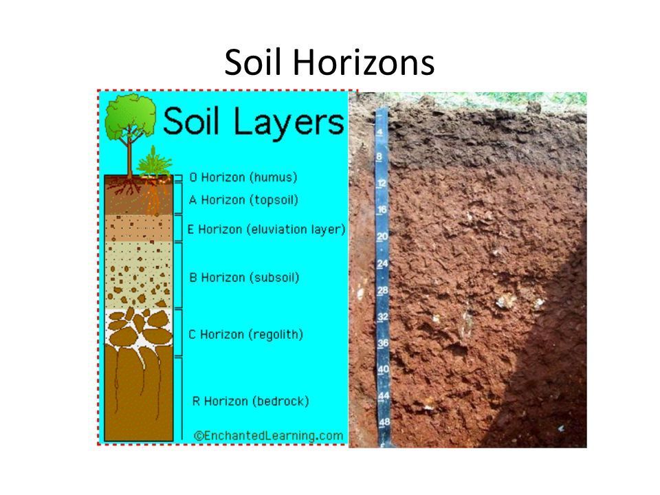 Soil%20Horizons.jpg