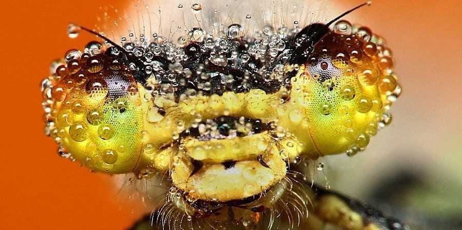 these-breathtaking-photos-show-insects-up-close-in-morning-dew.jpg