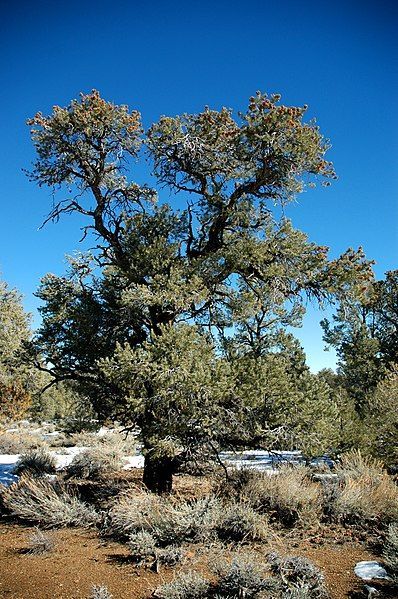 398px-Pinus_monophylla_tree2.jpg